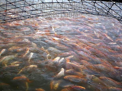 Colombian fresh tilapia producer Aquabest receives ASC certification 