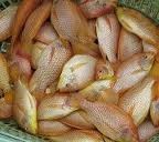 Tilapia prices fall sooner, stronger than expected