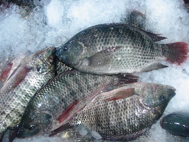 Are European consumers finally ready for tilapia
