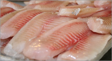 China Strong tilapia prices drive shortage of larger sizes