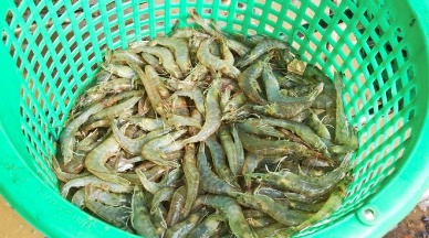 EMS shrimp shortage to last at least couple of years