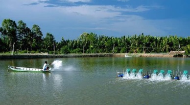 Conference discusses global shrimp demand, Vietnam’s supply capacity