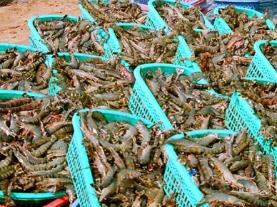 Vietnam shrimp exports to Japan boosted thanks to black tiger shrimp