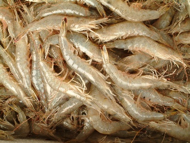 Shrimp producers from Rio Grande do Norte resume exports