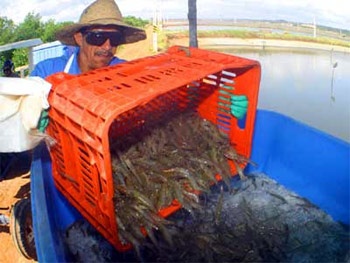 Brazils shrimp industry poised for comeback