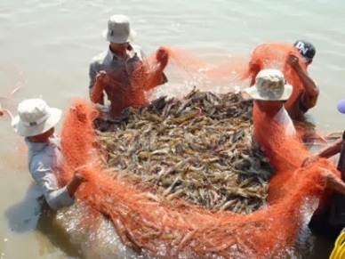 Ca Mau Positive growth in shrimp exports