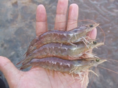 Soc Trang High production of brackishwater shrimp 