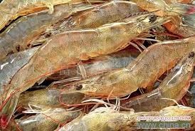 Strong recovery in Vietnam shrimp exports to EU in 2014