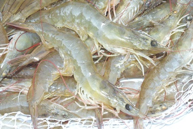 Indias vannamei shrimp exports surging from EMS and depreciating rupee