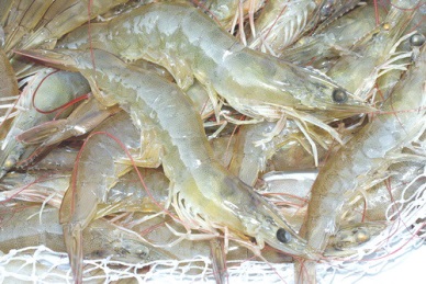 Chinas internal shrimp market will suck up imports in 2014 50% cut in domestic production seen