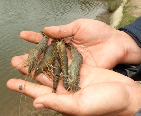 Bac Lieu Shrimp farmers to slow down breeding 