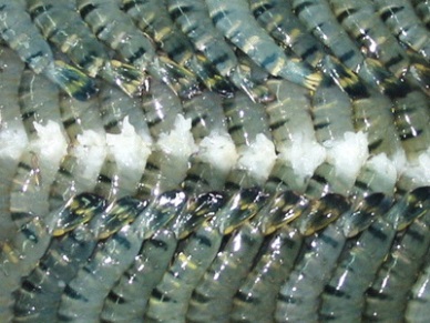 Mekong Delta Shrimp exports aim for US$2.55 billion