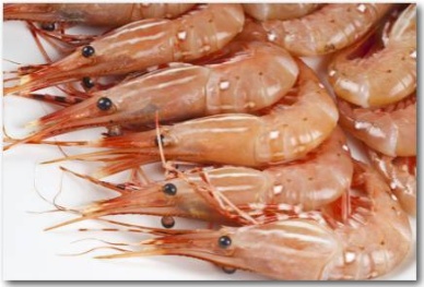 Ecuador asks WTO to end Brazilian ban on shrimp imports after fixing its disease issues