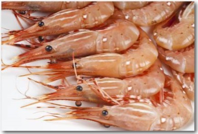 Ecuadorean shrimp farm prices decrease 4.4% first drop in two months