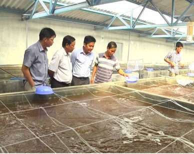 Ca Mau Shrimp seed production to reach 20 billion in 2020