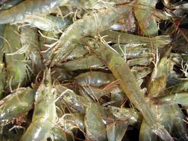 Vietnam developing whiteleg shrimp
