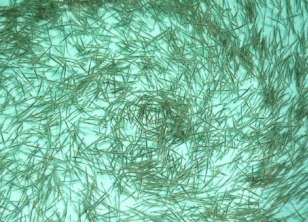 Vietnam to import more shrimp broodstock from Singapore, Indonesia