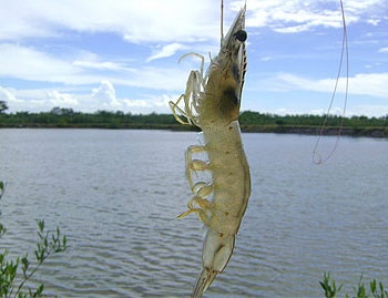 50 million pounds of shrimp export expected 