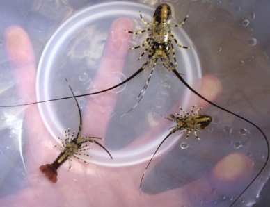 Quang Ngai Harvesting young lobsters fetched high profit to fishermen  