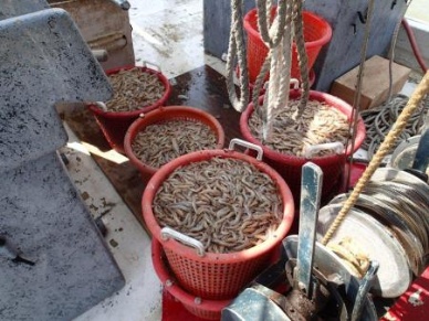 State Department renews certification of Mexican wild caught shrimp