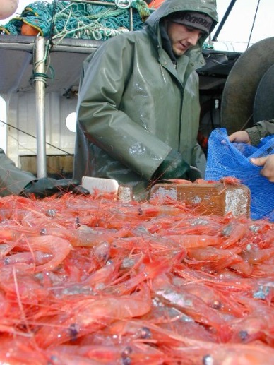 EMS creating opportunity for coldwater shrimp in US