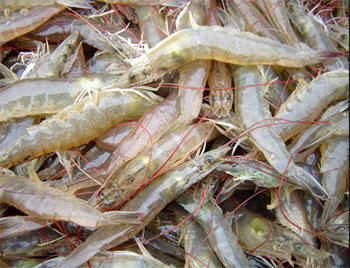US asks EU to drop shrimp tariff on coldwater shrimp