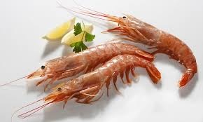 Argentina Signs of a good year for shrimp