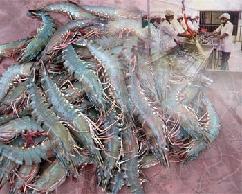 Demand for Bangladeshi shrimp rises in international market