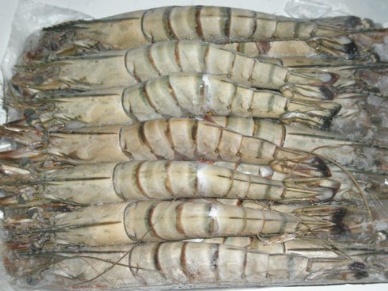 Bangladesh shrimp exporters look to South Africa as US, EU market share continues to shrink