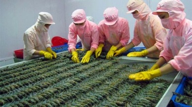 Positive sign of Vietnam shrimp exports to the EU and US