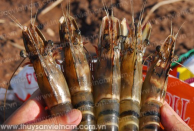 More shrimp exported to China