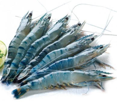 Shrimp exports to the US growing in September 2015