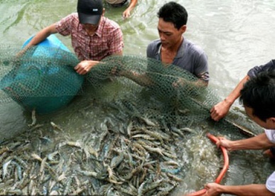Vietnam Aquaculture output reached over 2 million MT