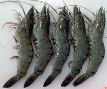 Khanh Hoa Shrimp exports reached US$52 million