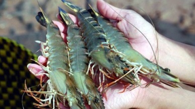 Shrimp exports to China went up