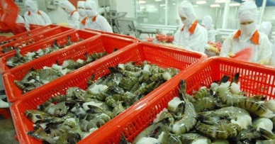 US Rise in shrimp imports from Vietnam