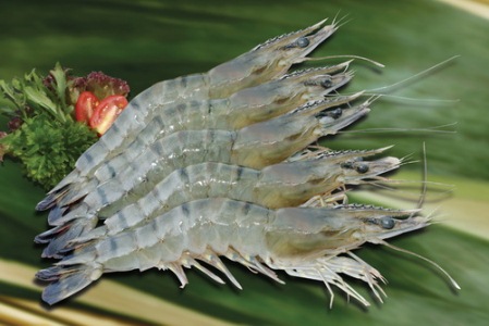 Australia becomes a promising market for Vietnam shrimp