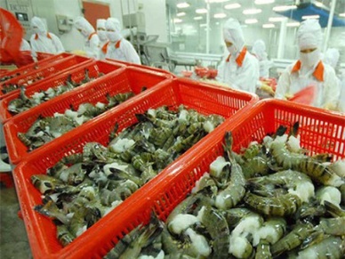 Vietnam shrimp exports up 8.6 percent