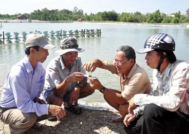 Cai Nuoc (Ca Mau) checking diseases in farmed shrimp 