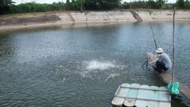 Ho Chi Minh City Fisheries production in the first 2 months estimated at 9,222 tons