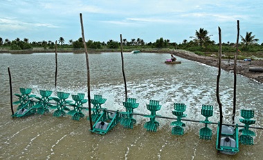 Dam Doi More 9,500 hectares for innovated extensive shrimp production in 2014