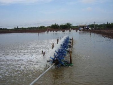 Bac Lieu started new shrimp crop on 30,620 hectares