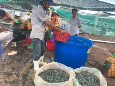 Tra Vinh province Local farmers are busy harvesting shrimp