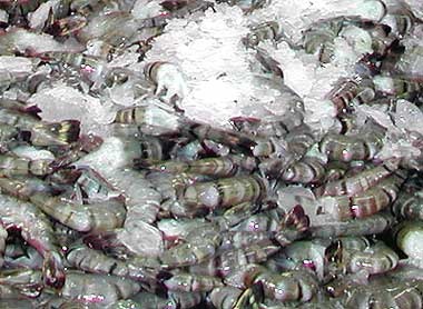 Shrimp exports in 2012 faced a lot of challenges
