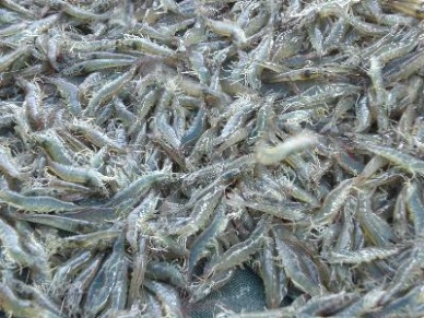 Vietnam-the top shrimp supplier for Taiwan