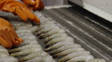Vietnam boosted exporting whiteleg shrimp to Germany