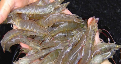 Exporters reject US anti-subsidy duties on shrimp