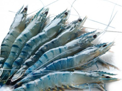 Vietnam seafood exports recovered