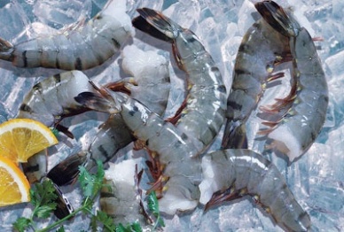 VASEP protests against countervailing duty on Vietnam shrimp exporters