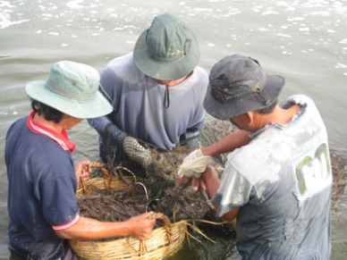 Soc Trang Sharp rise in shrimp price